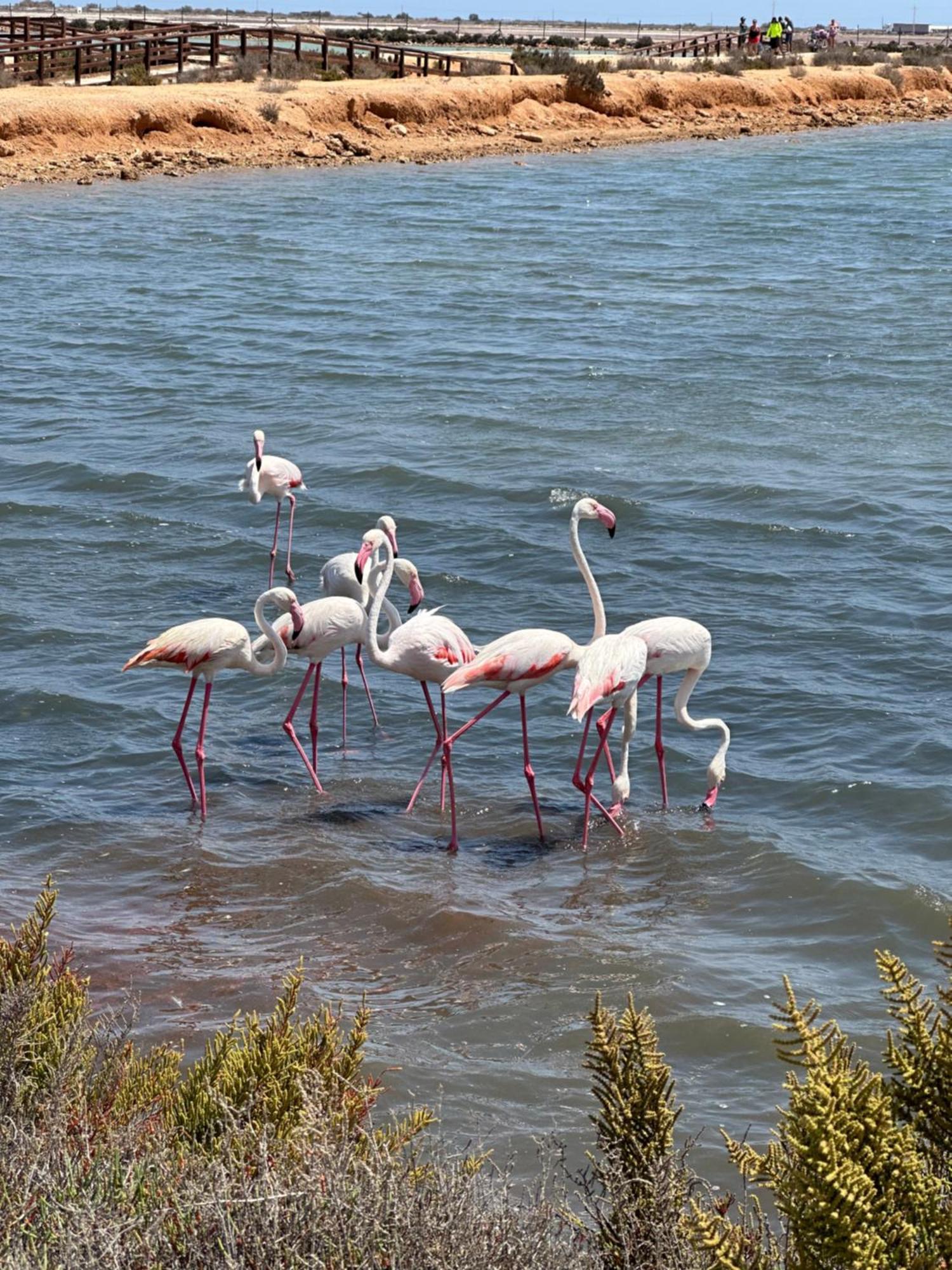 Mar Menor Paradise By Los Pinos Holidays 圣佩德罗－德尔皮纳塔尔 外观 照片